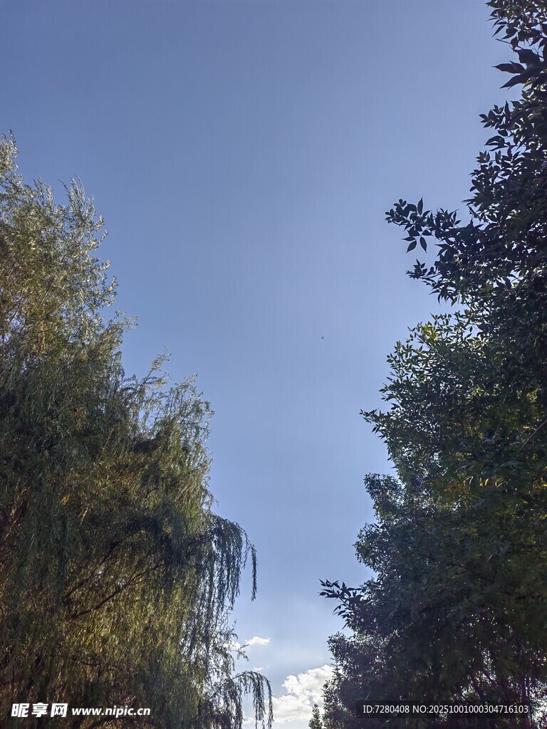 蓝天绿树间的清新景致