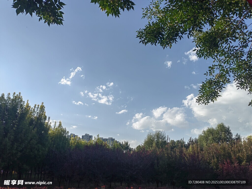 林间蓝天美景