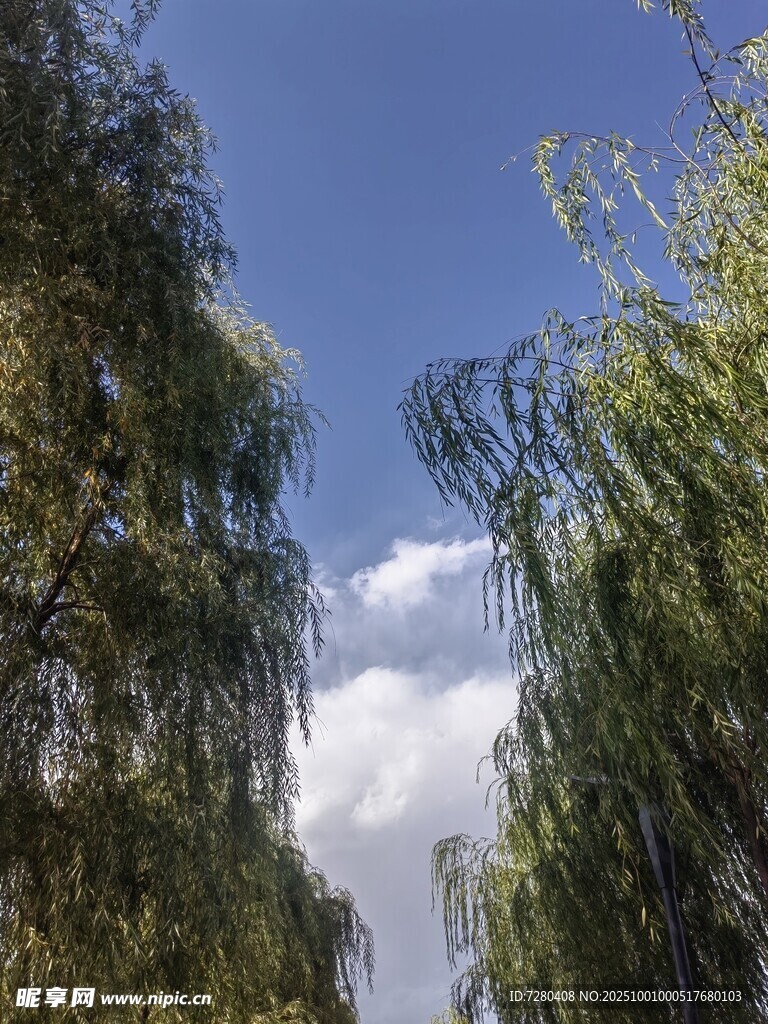 蓝天垂柳美景