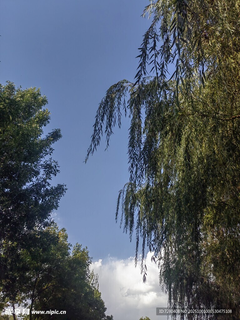 蓝天绿树间的清新景致