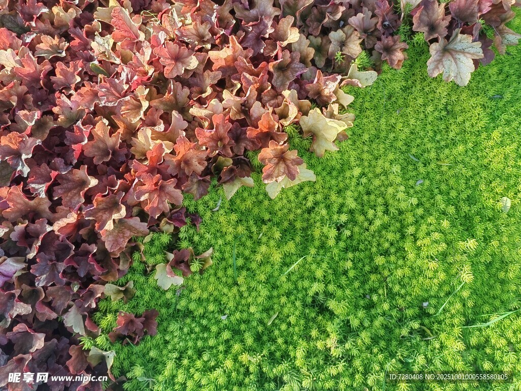 多彩植物景观