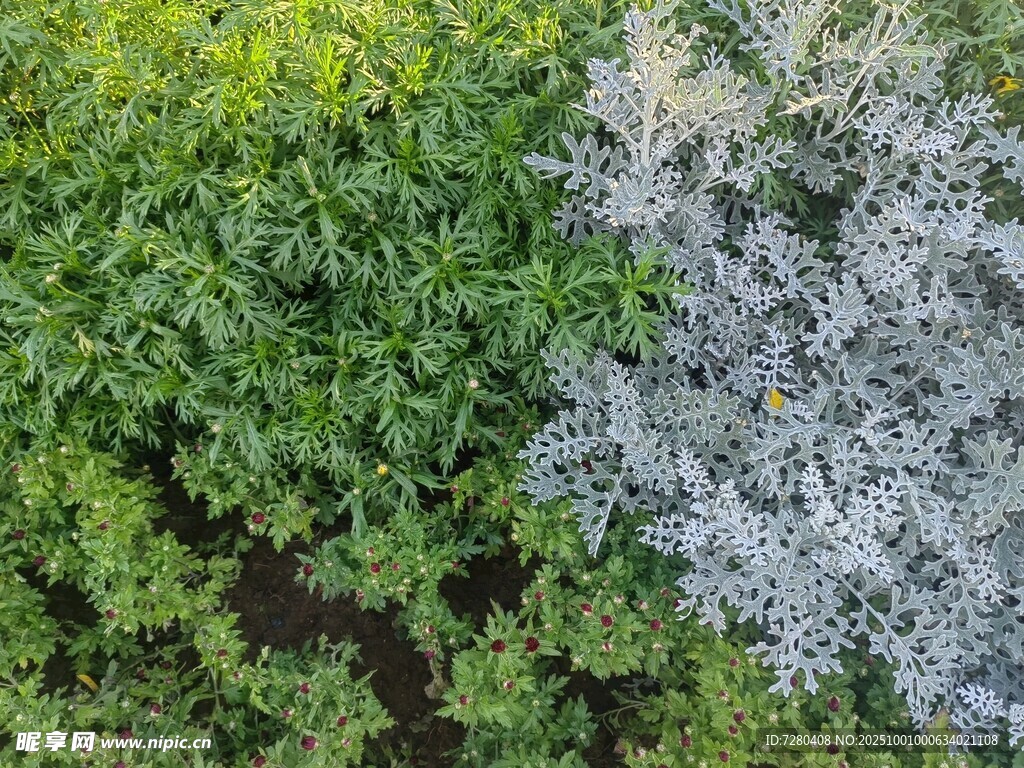 绿植景观黄绿相间的生机