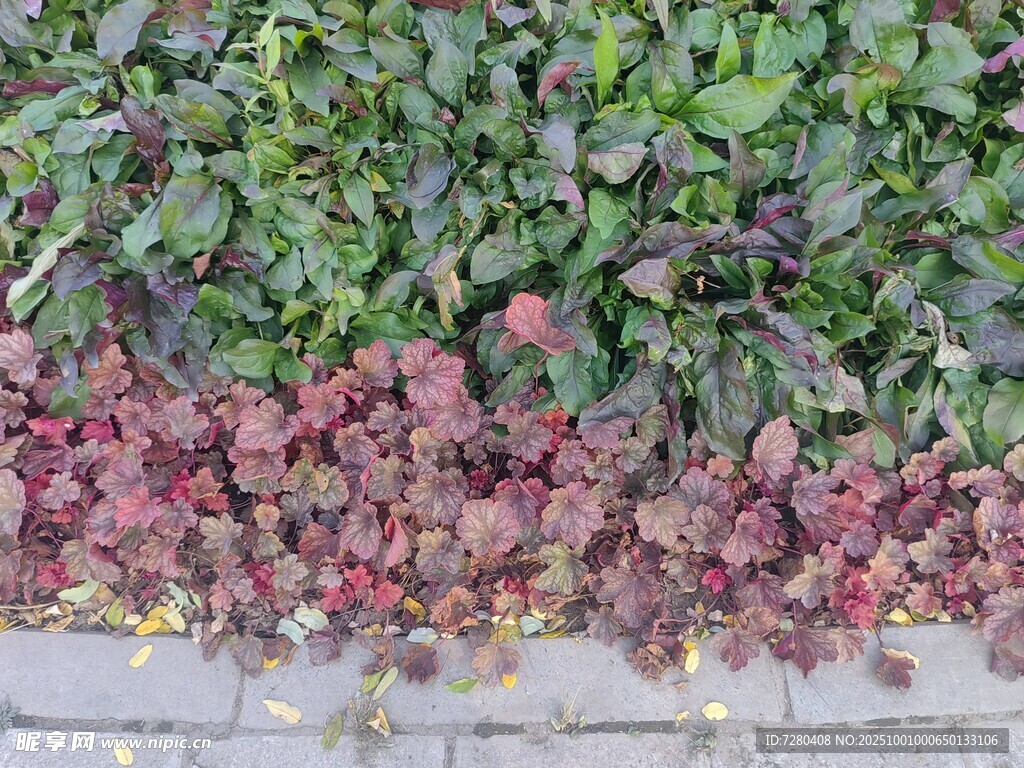 多彩植物景观