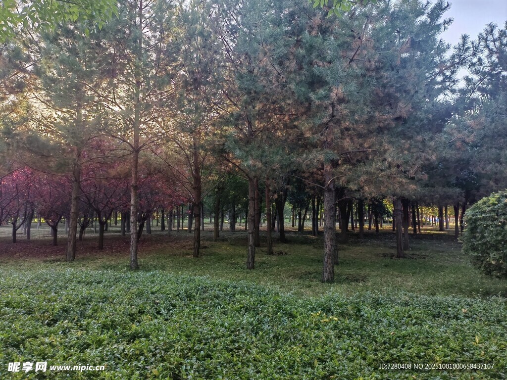 林间草地的自然景致
