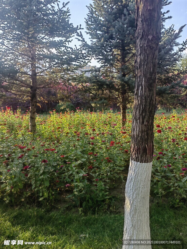 林间草地树木景观