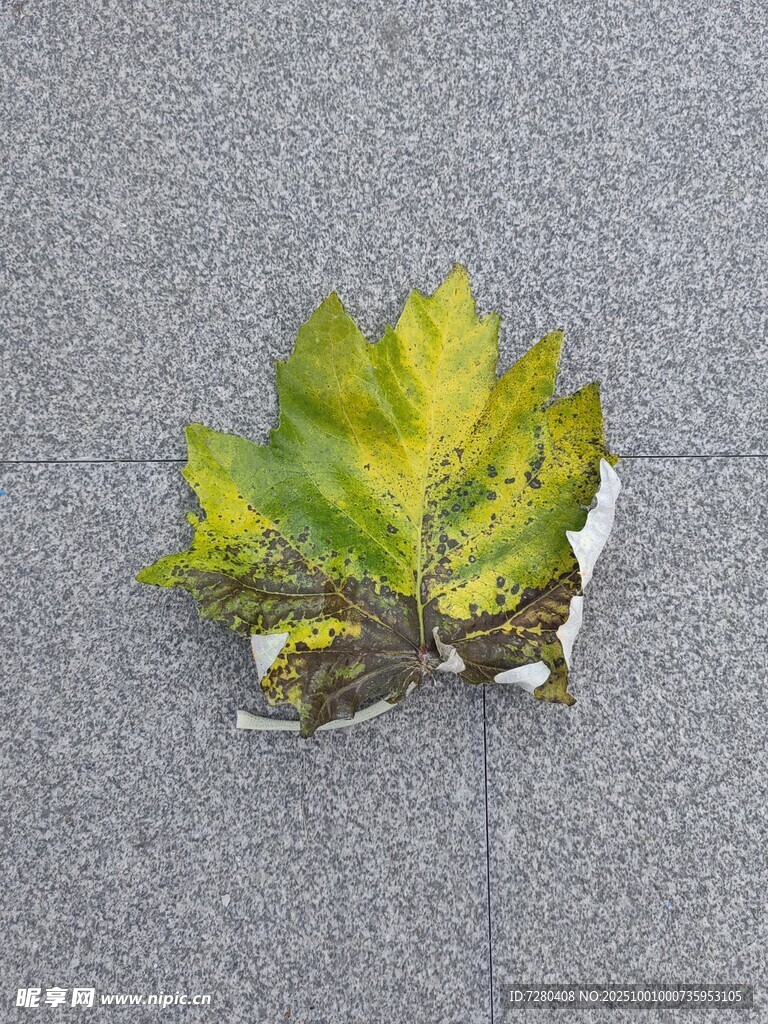 黄绿枫叶置于灰色背景