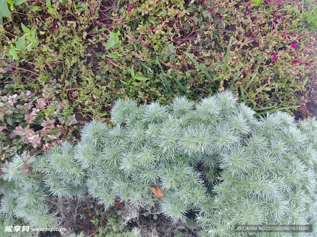 多彩植物景观