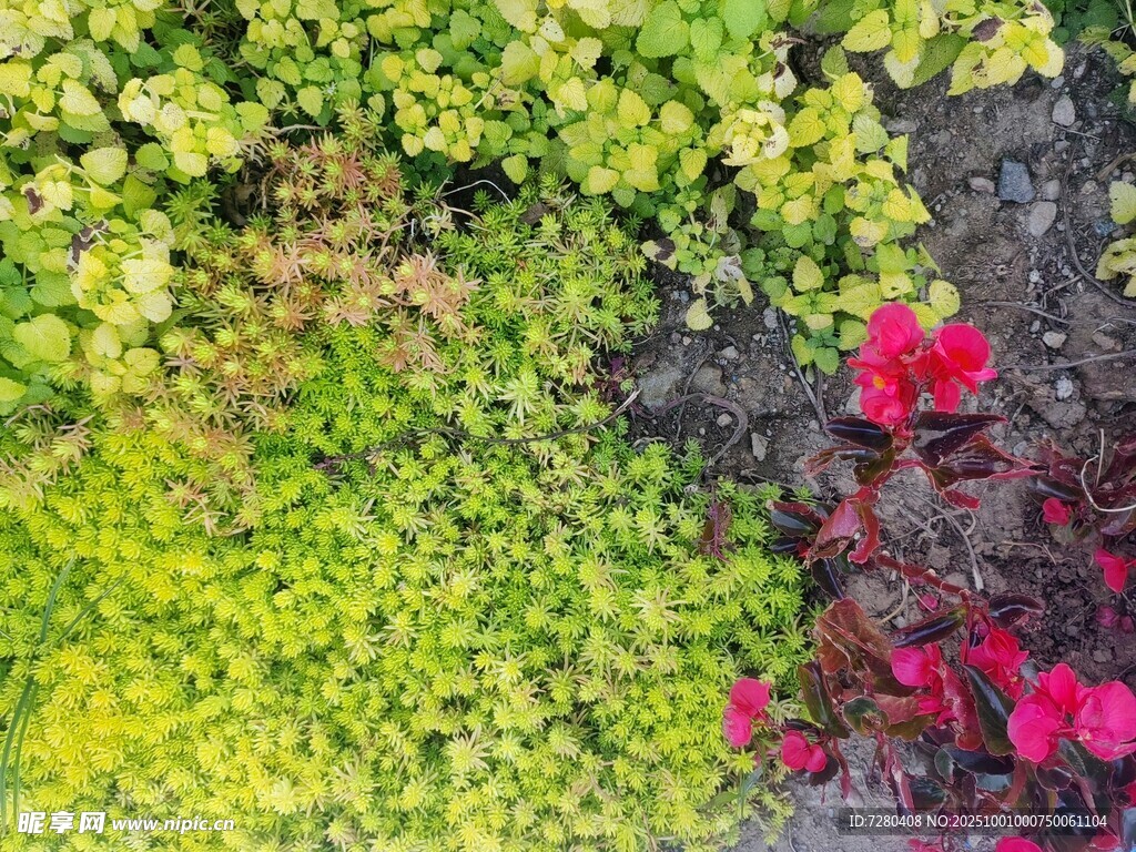 多彩植物拼出绚丽景观