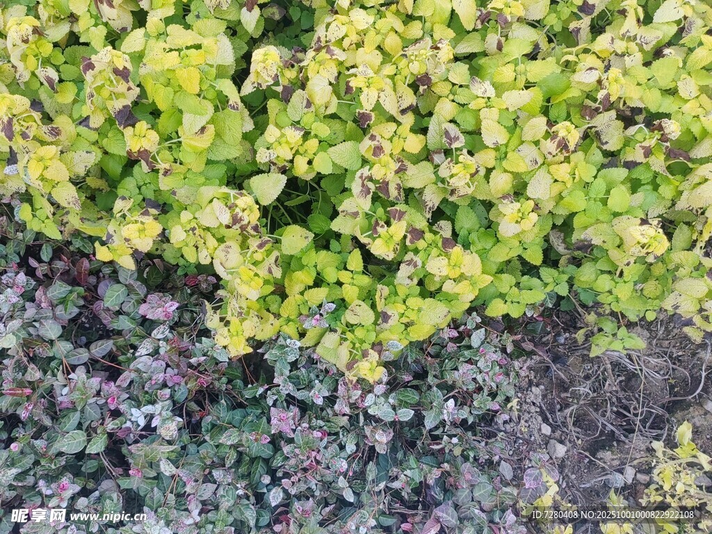 多彩植物景观