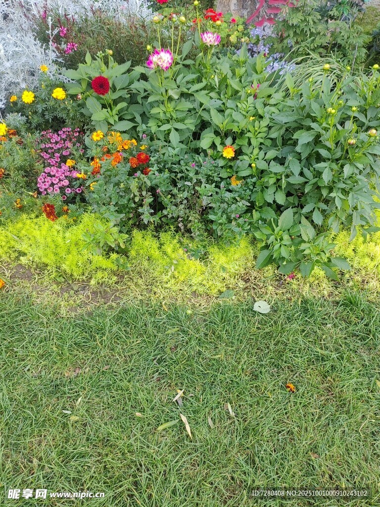多彩花卉装点翠绿草坪