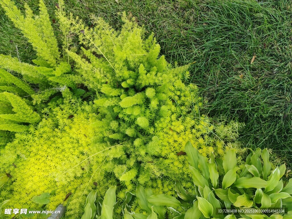 翠绿蕨类植物特写