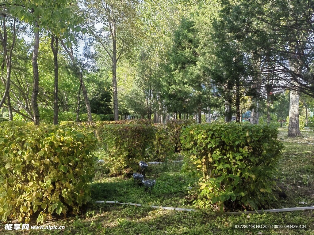 林间灌木丛景观