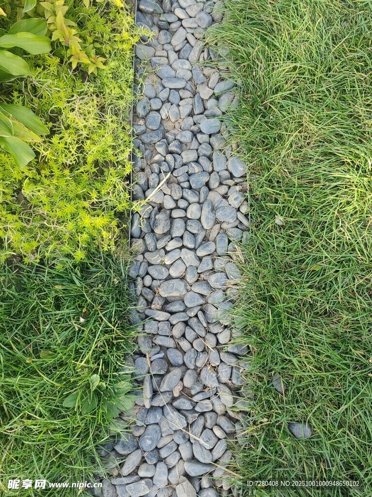 碎石小径旁的翠绿植物