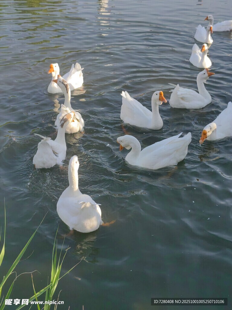 水中群鹅悠游