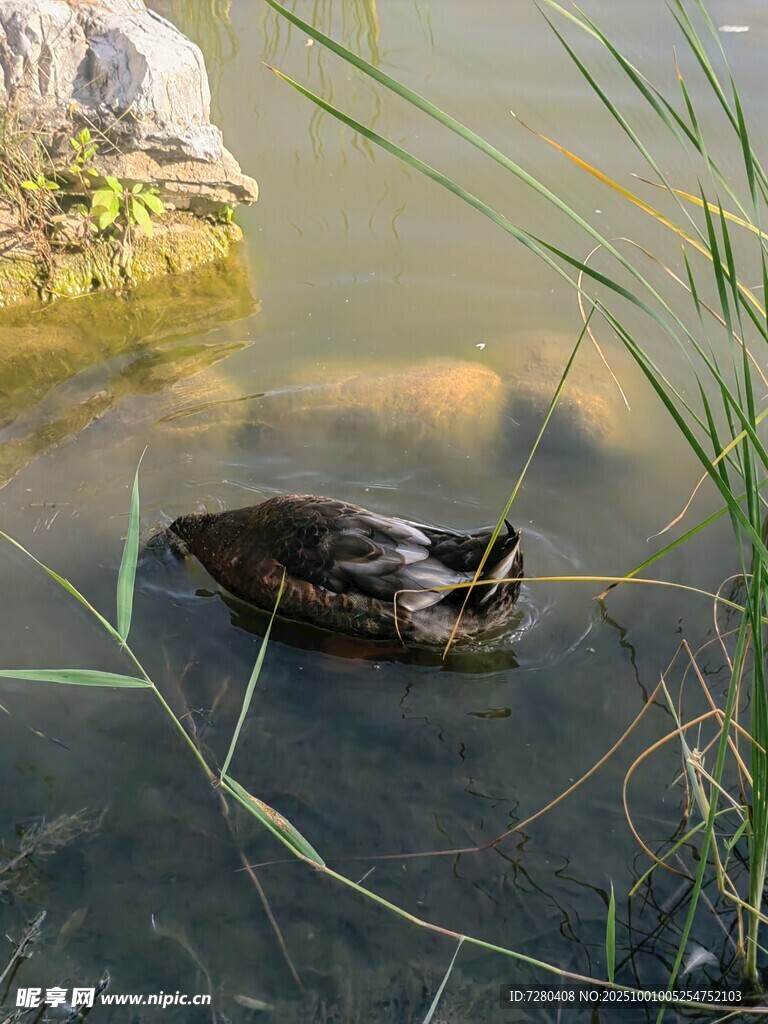 水中游弋的鸭子
