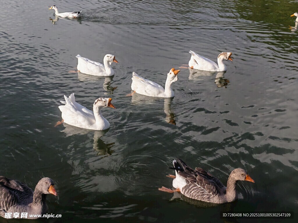 水中游弋的群鹅
