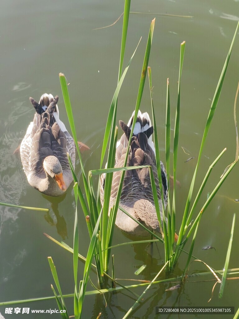 水中双鸭伴水草