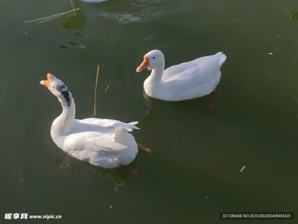 水中双鹅悠游