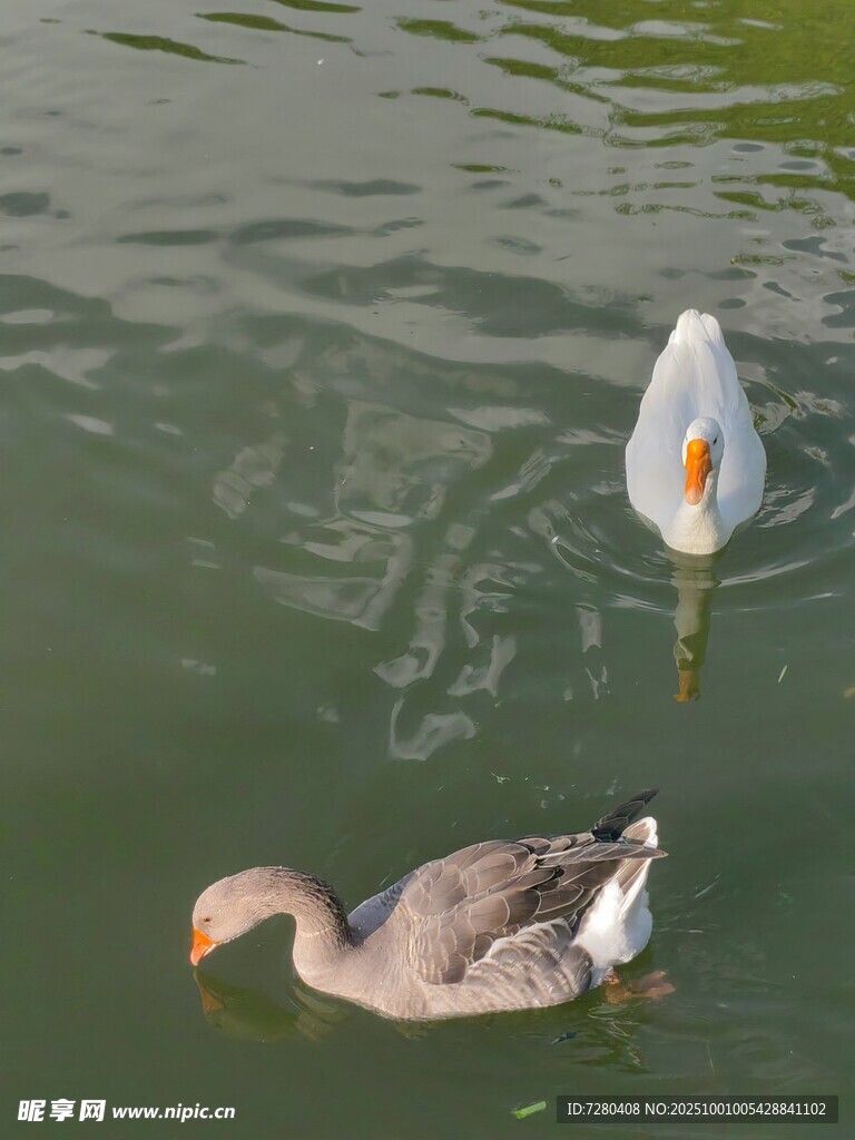 水中双鹅悠游