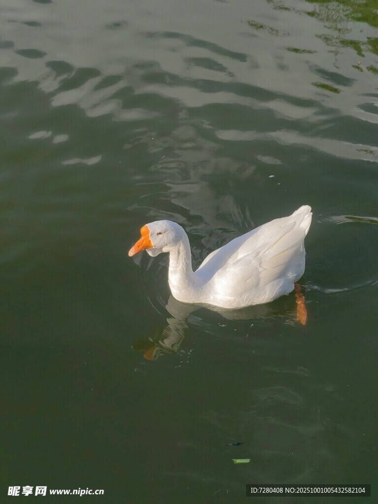 白鹅水中游