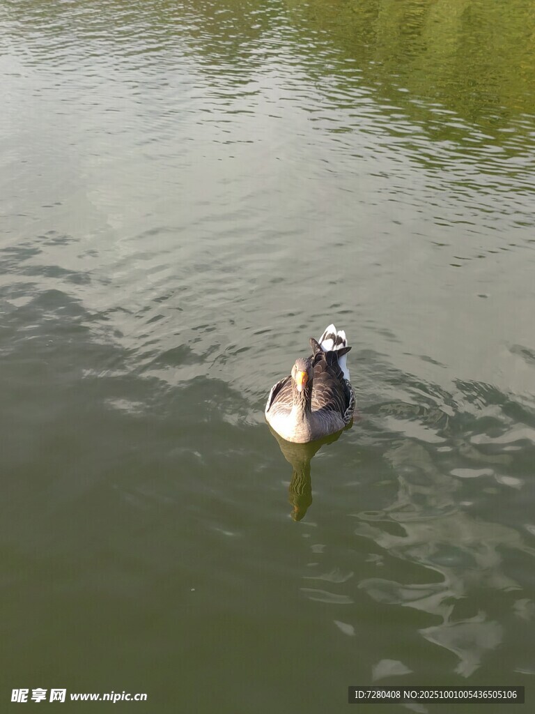 水中的鸭子