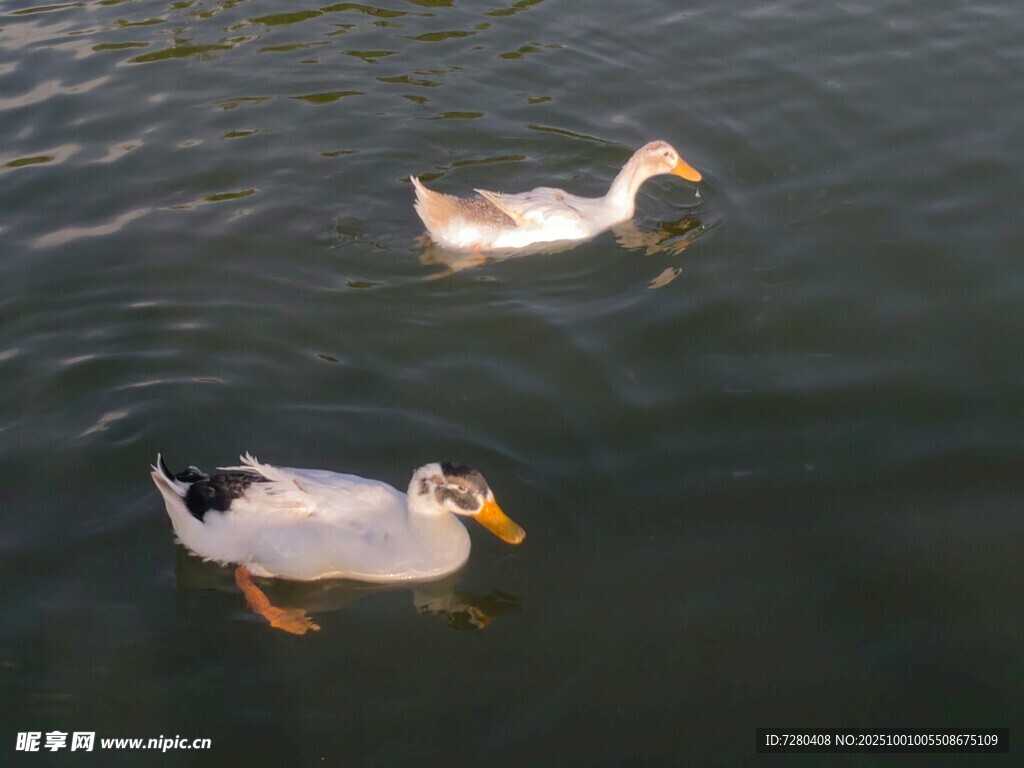 水中双鸭悠游