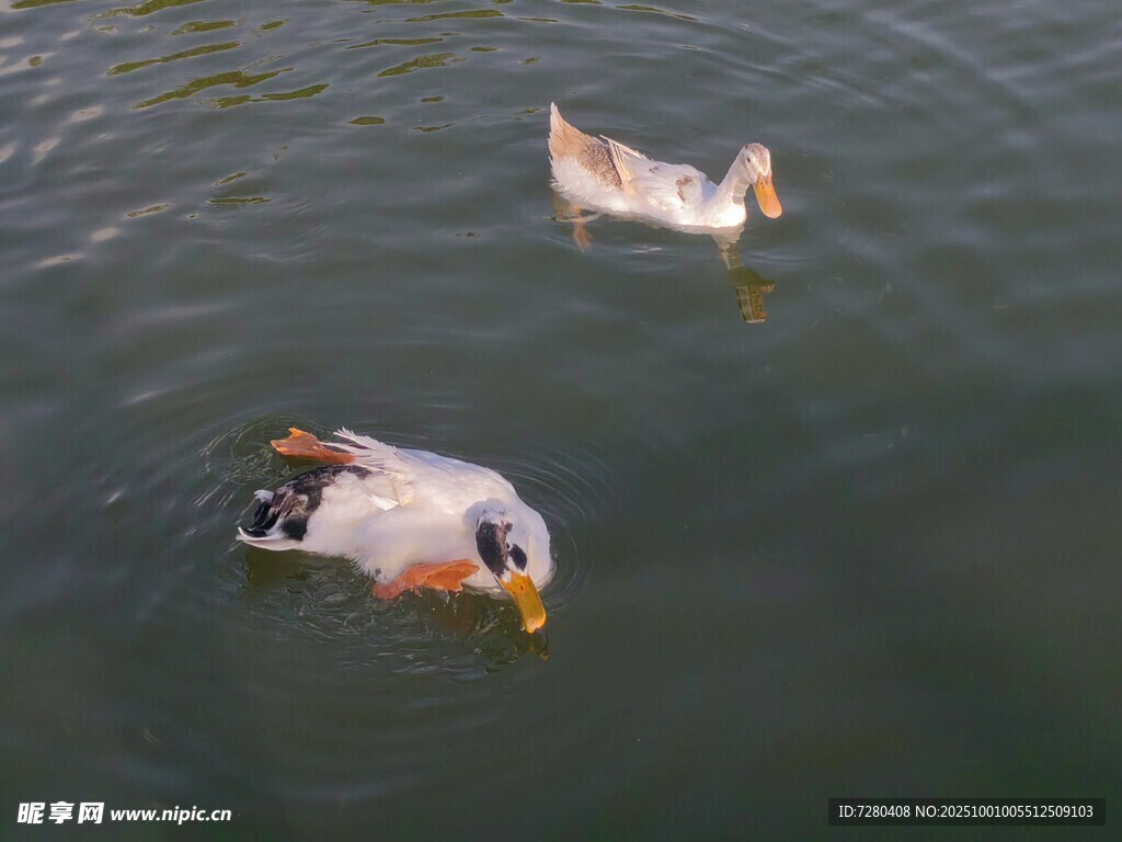 水中双鸭悠游