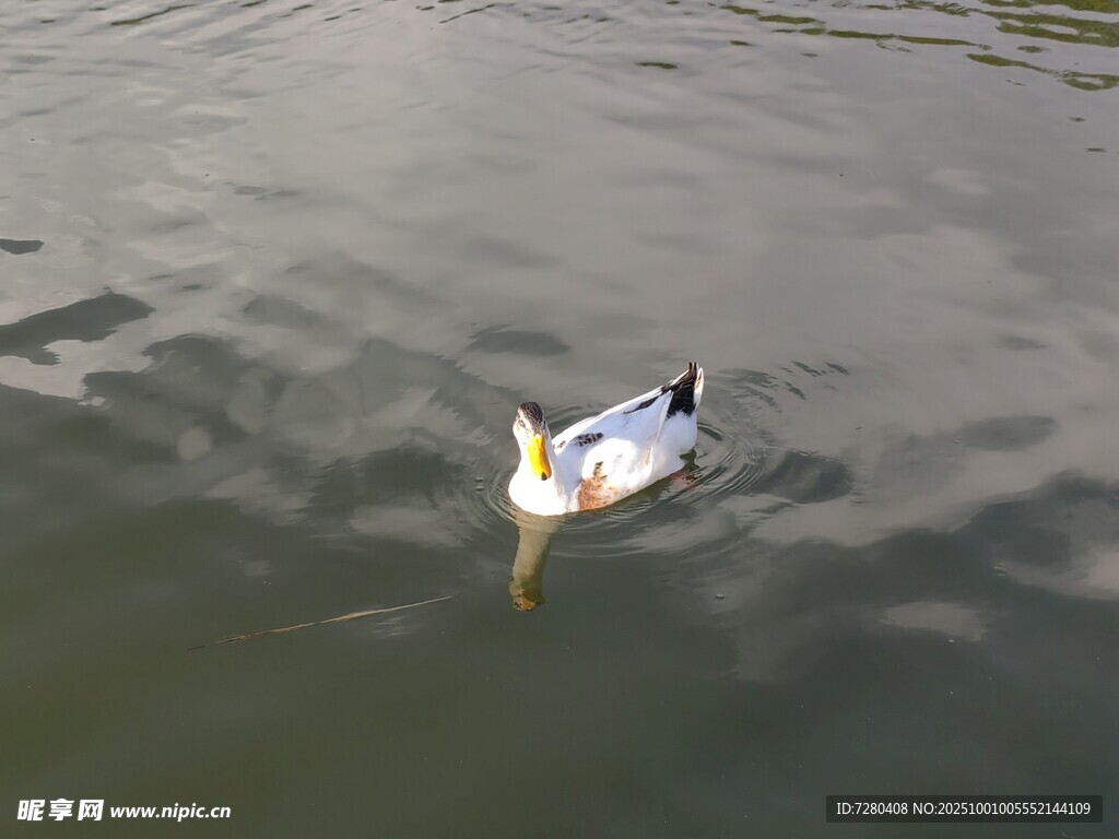 水中游弋的鸭子