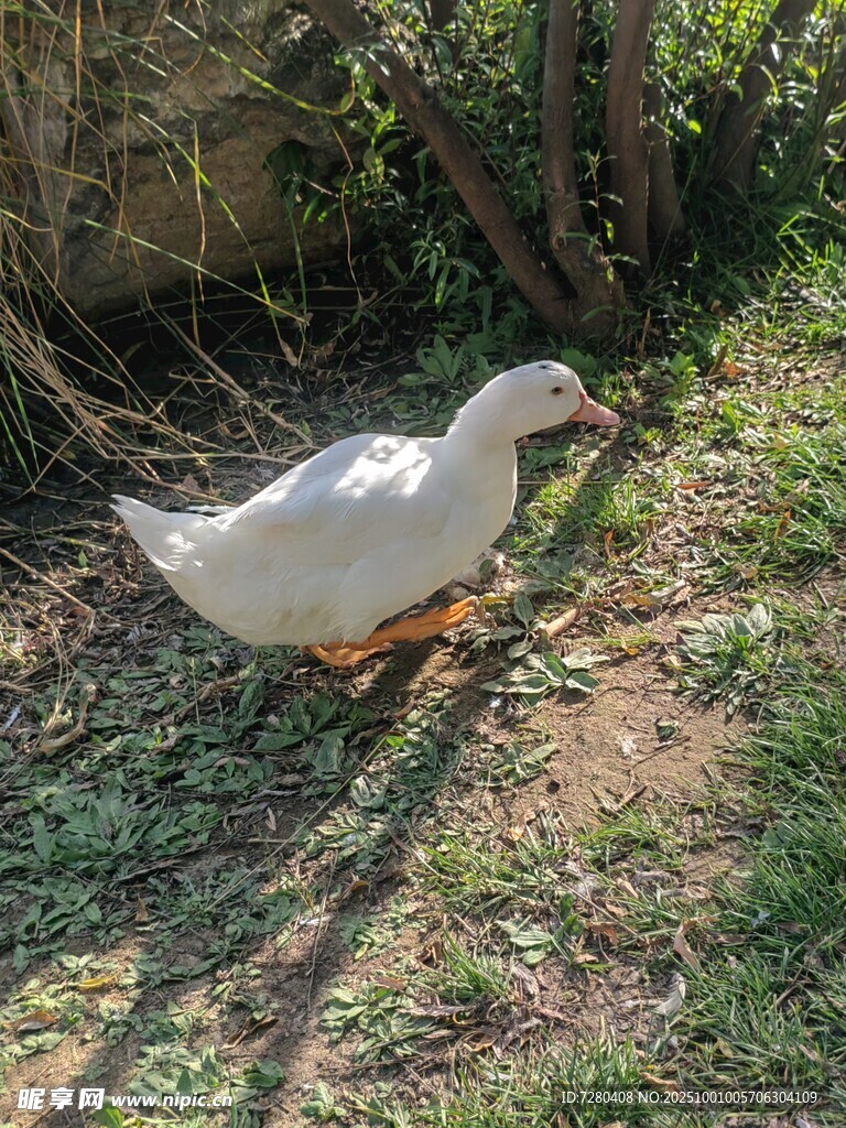 草地上的白鸭子