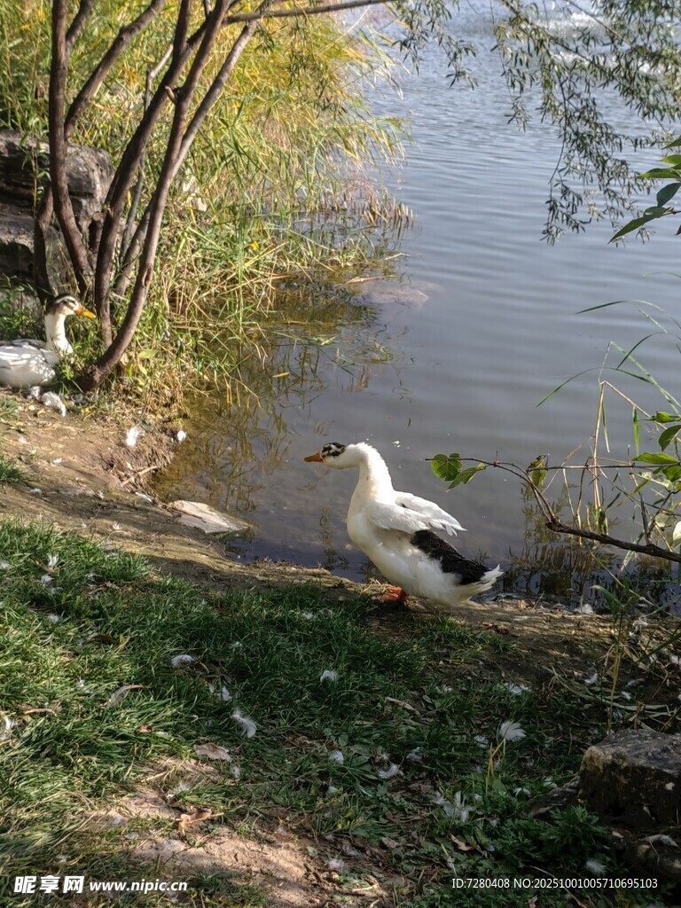 湖畔白鹭栖息于草木间