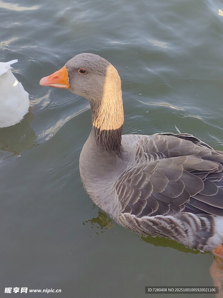 水中灰鹅特写