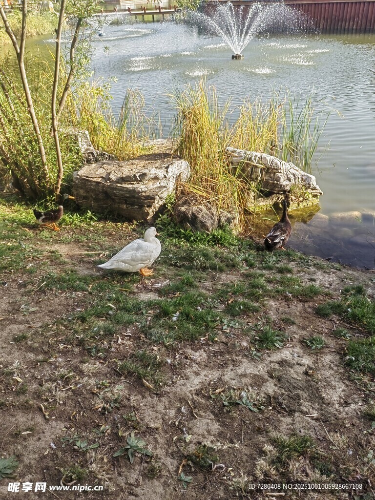 湖畔白鸽憩于草地