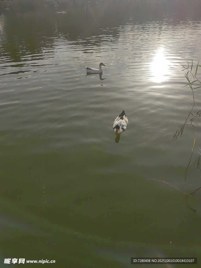 湖面上悠游的鸭子
