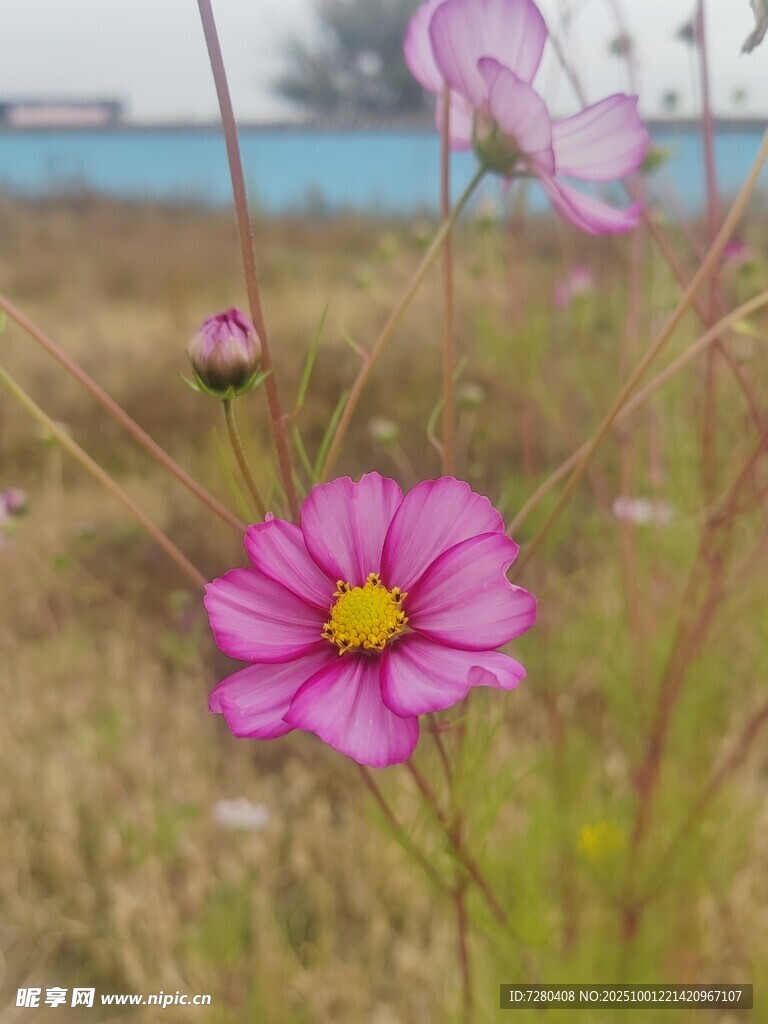 田野中的艳丽波斯菊
