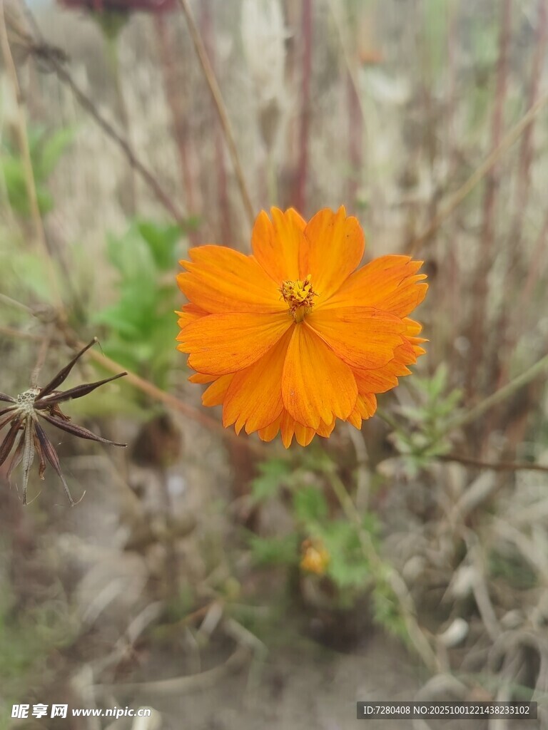 橙色小花绽放于草丛间
