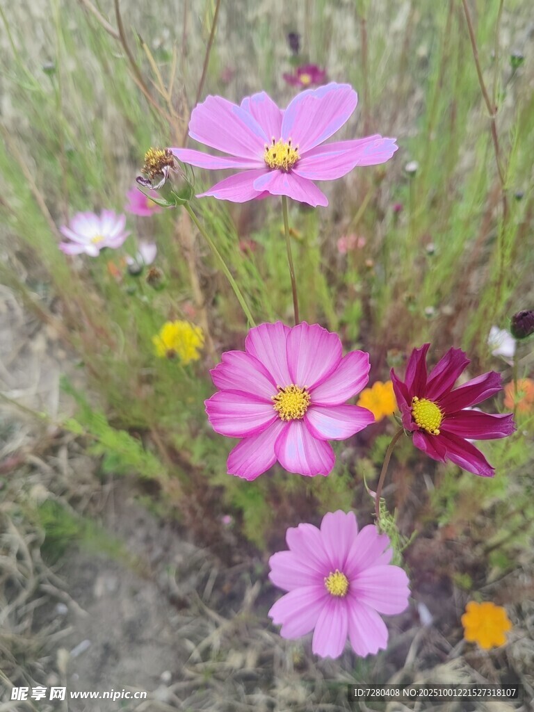 多彩格桑花绽放于草地