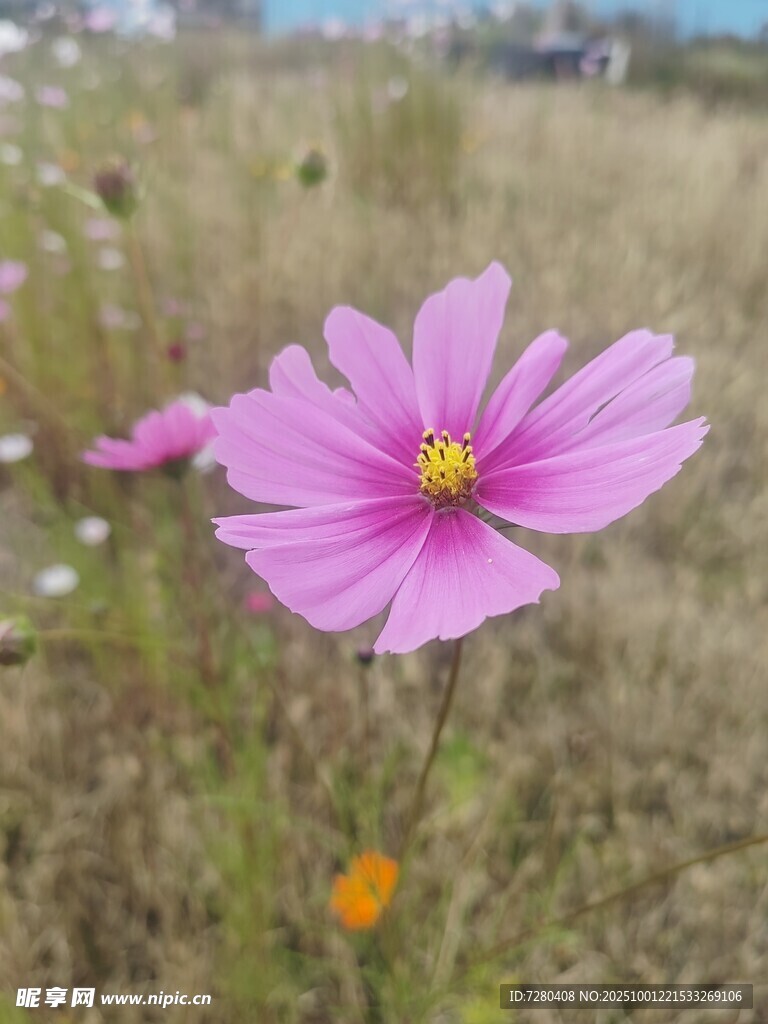 田野中的娇艳格桑花
