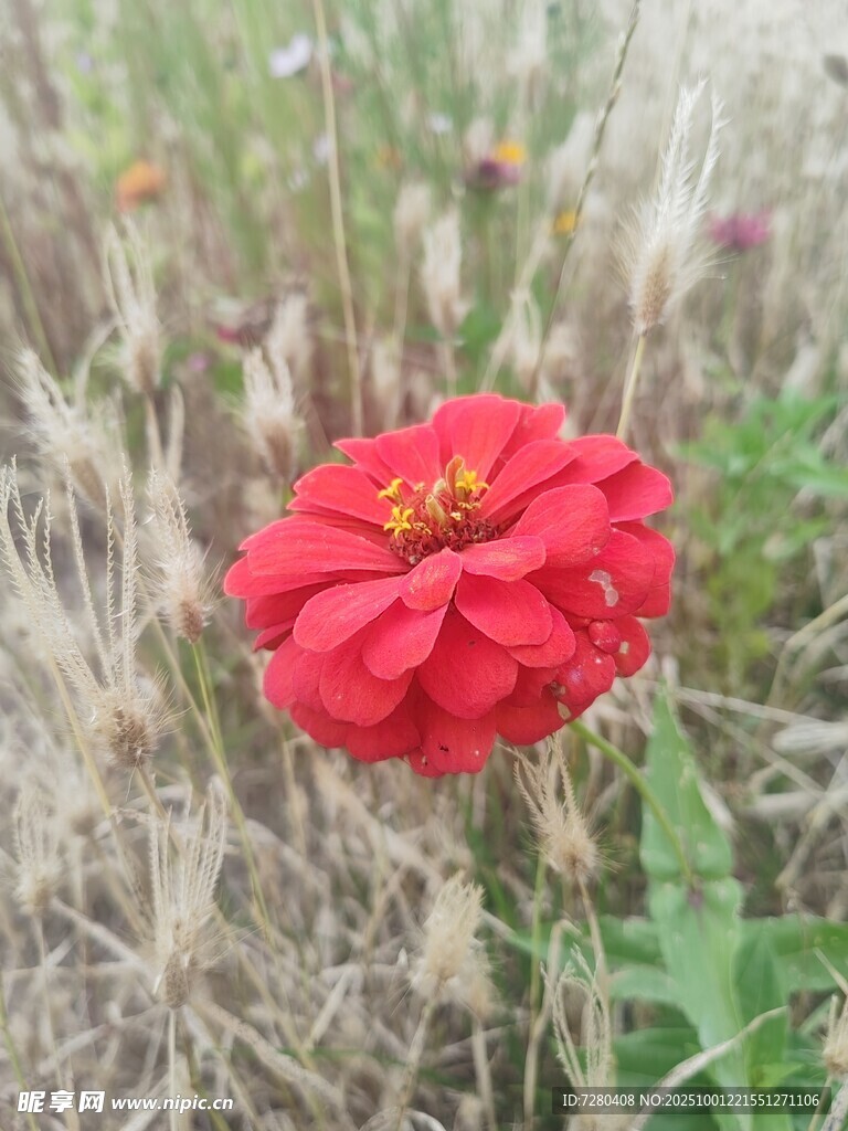 田野中的艳丽红色花朵
