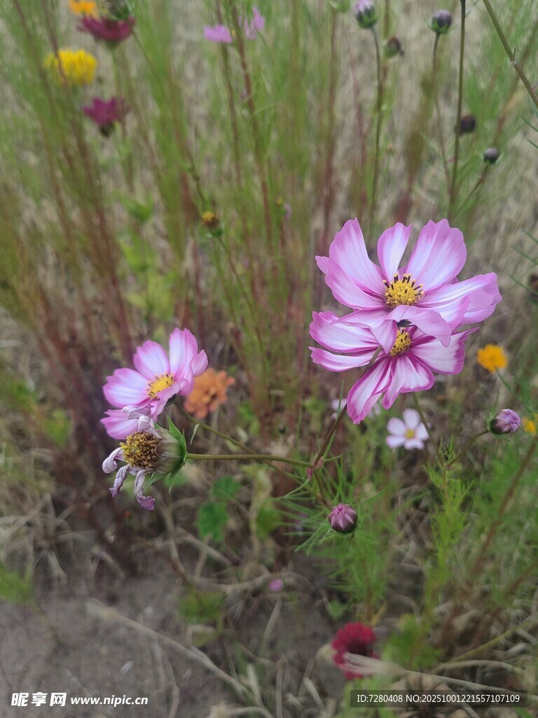 野外绽放的美丽波斯菊