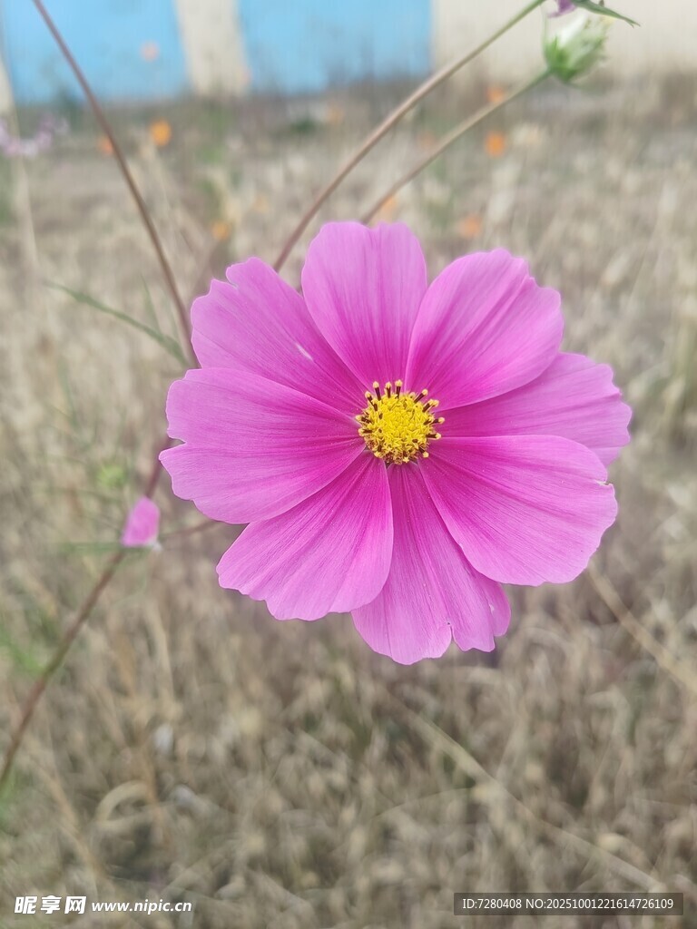 娇艳粉色格桑花特写