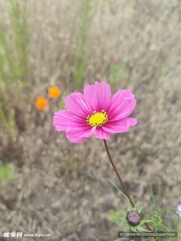 粉色格桑花绽放于草地
