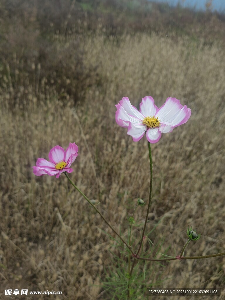 田野中的两朵粉色小花