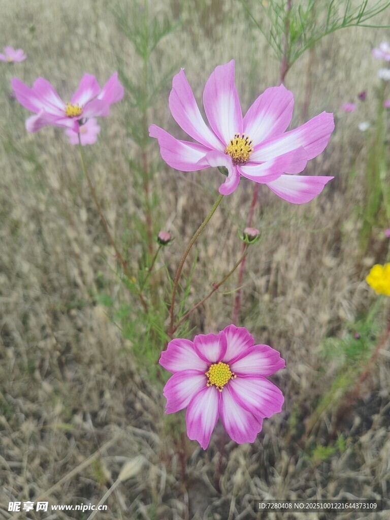 野外绽放的美丽波斯菊