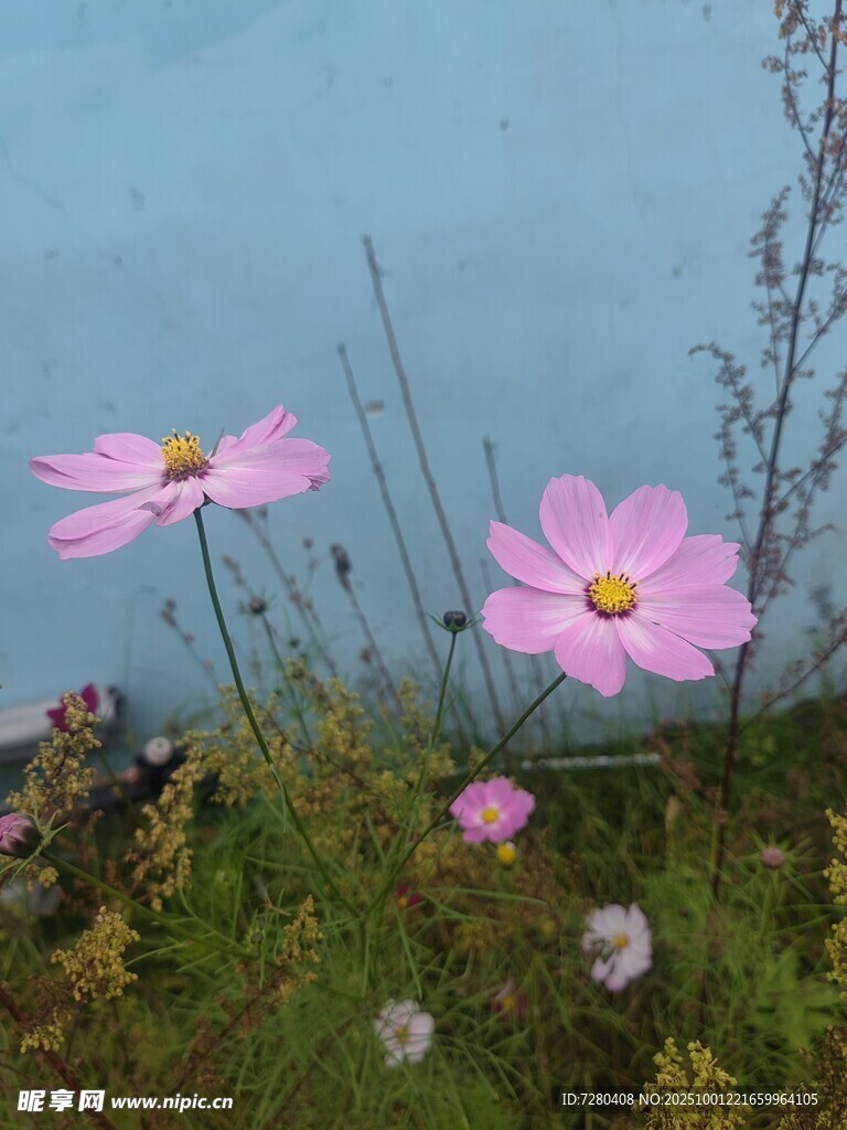 湖畔绽放的美丽粉色花朵