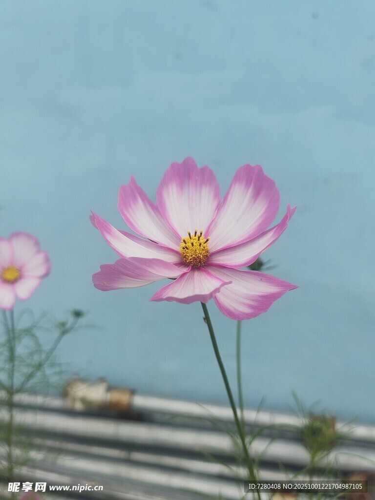 绽放的粉色格桑花