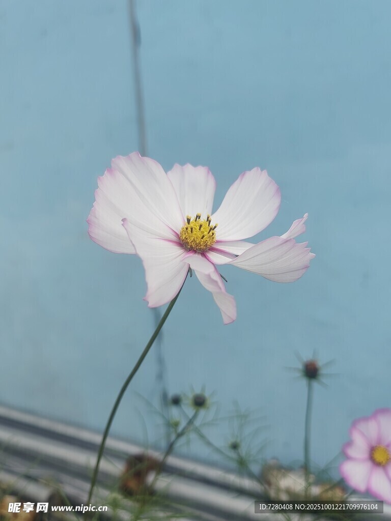 单朵绽放的美丽波斯菊