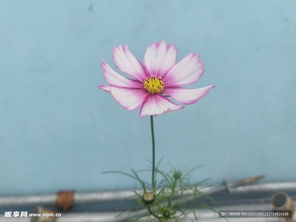 单株粉色格桑花绽放