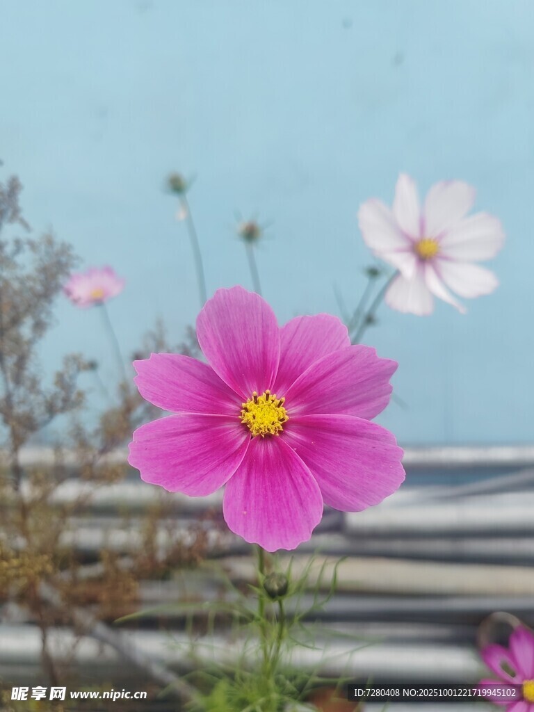 娇艳格桑花绽放于天地间