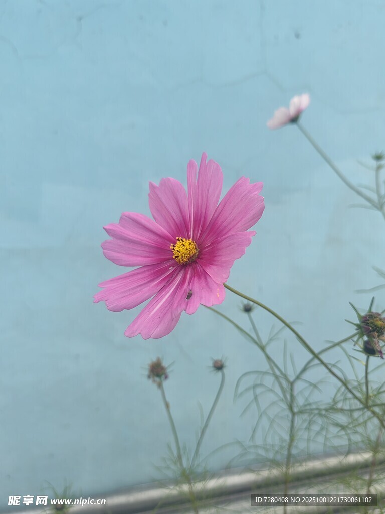 窗边绽放的粉色波斯菊