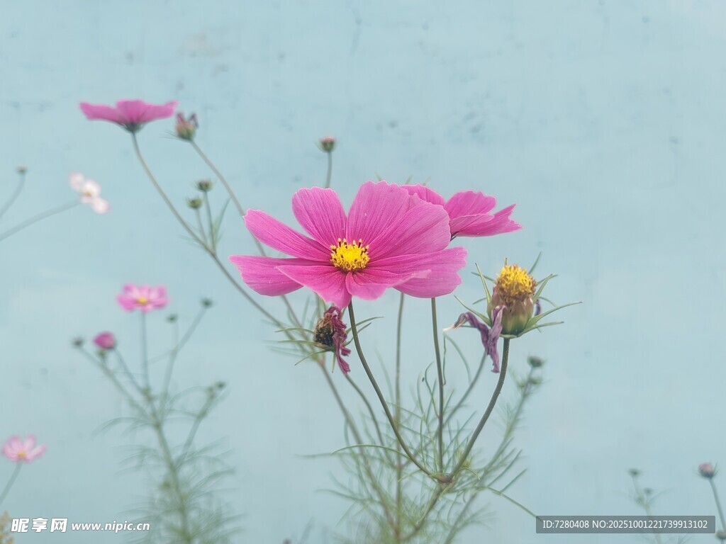 湖畔绽放的娇艳格桑花